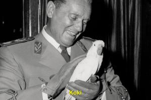Koki, Ciao / NL / 11'